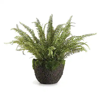 Grand Boston Fern 30" Drop-In