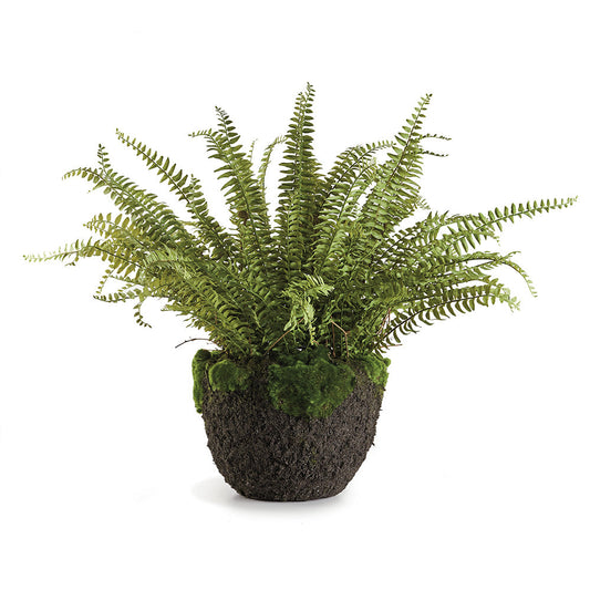 Grand Boston Fern 30' Drop-In