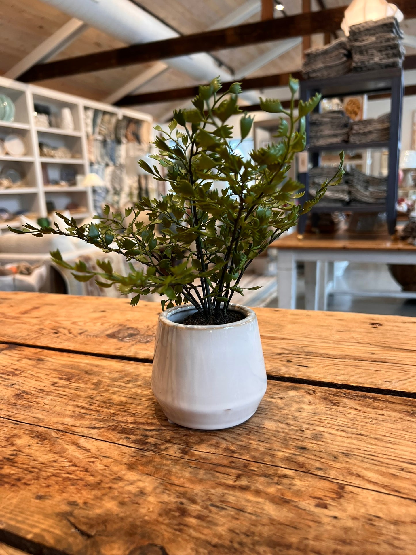 Dezi Mini Pot with Maiden Hair Drop-In