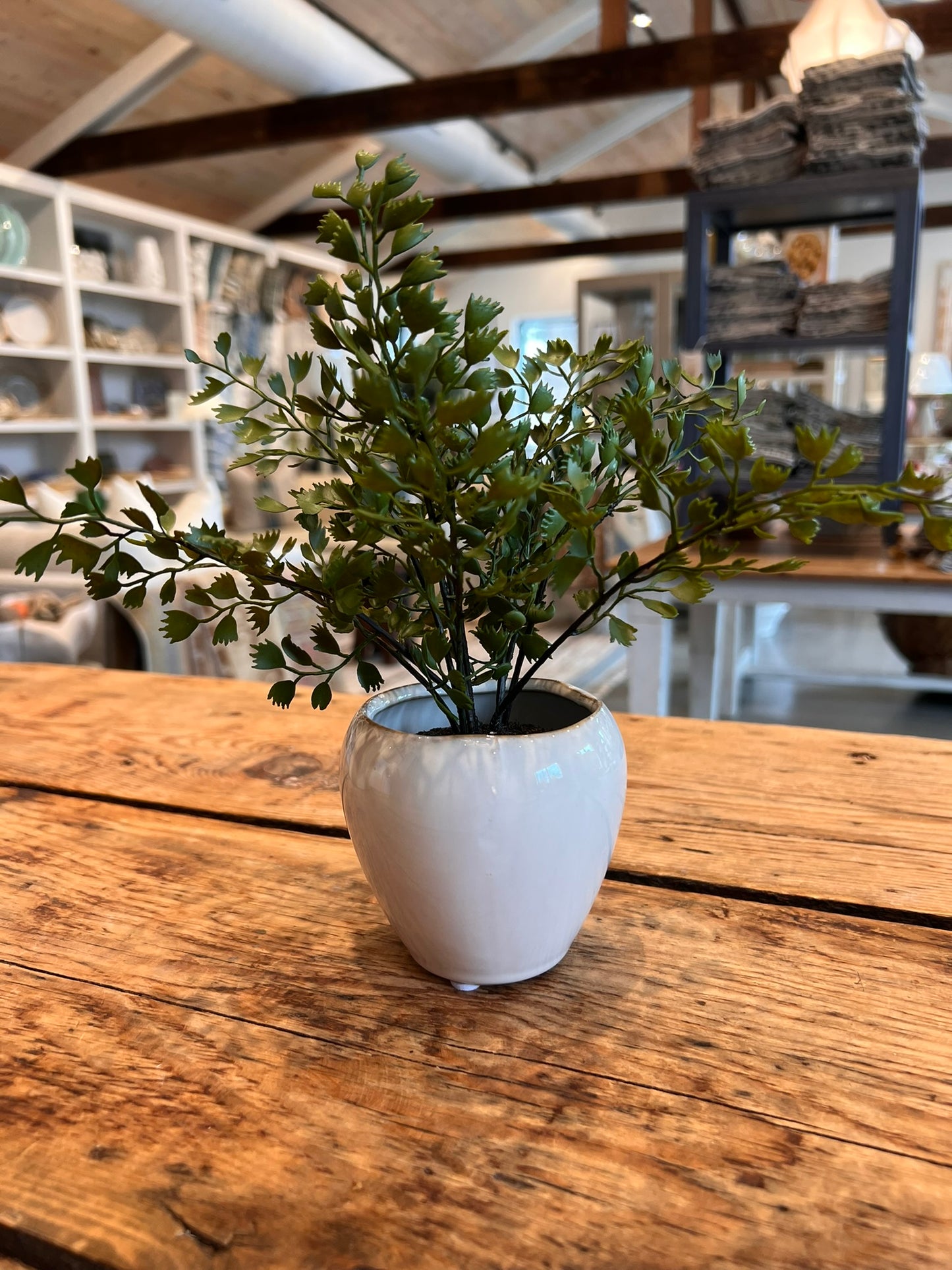 Dezi Mini Pot with Maiden Hair Drop-In
