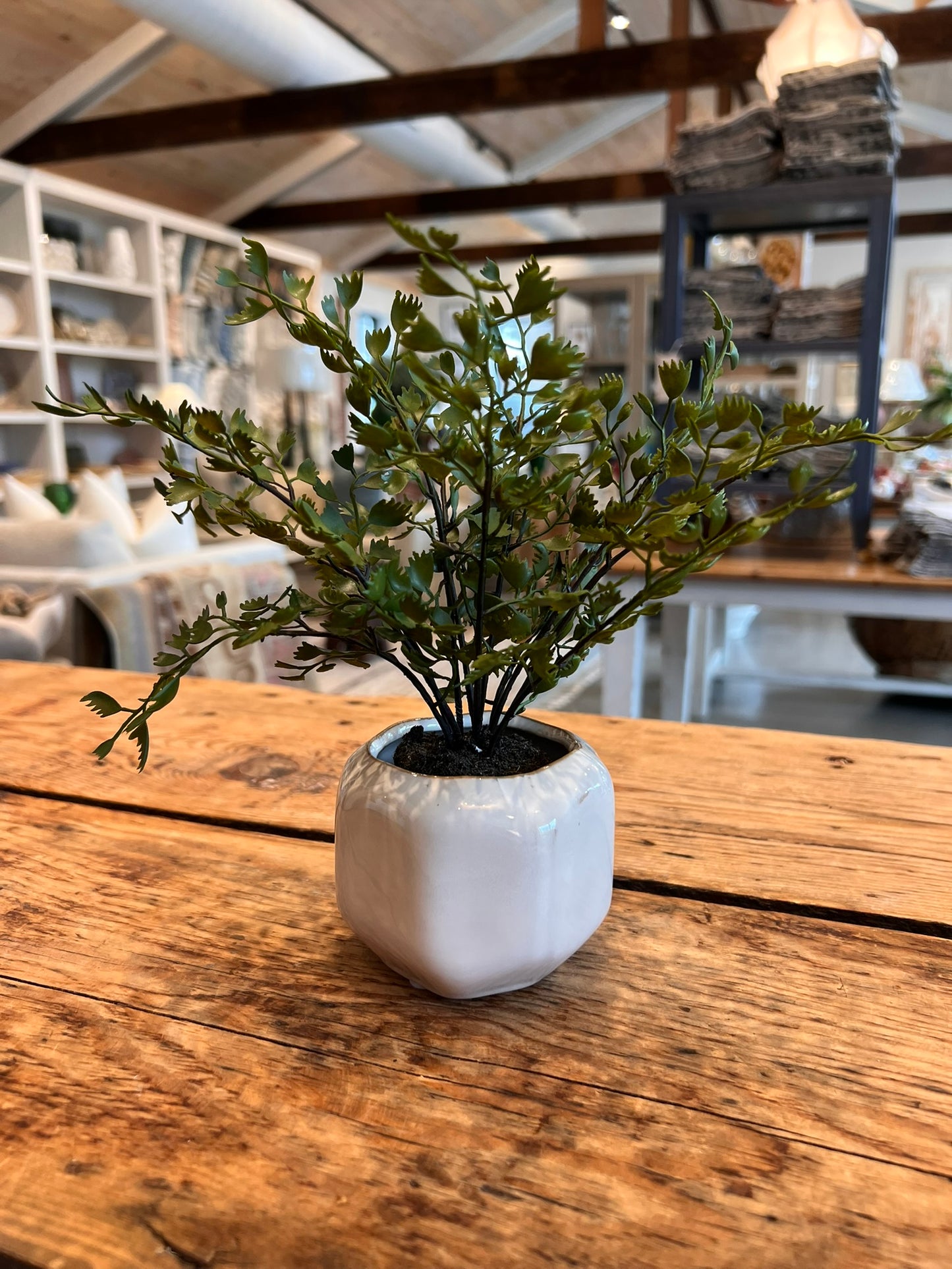 Dezi Mini Pot with Maiden Hair Drop-In