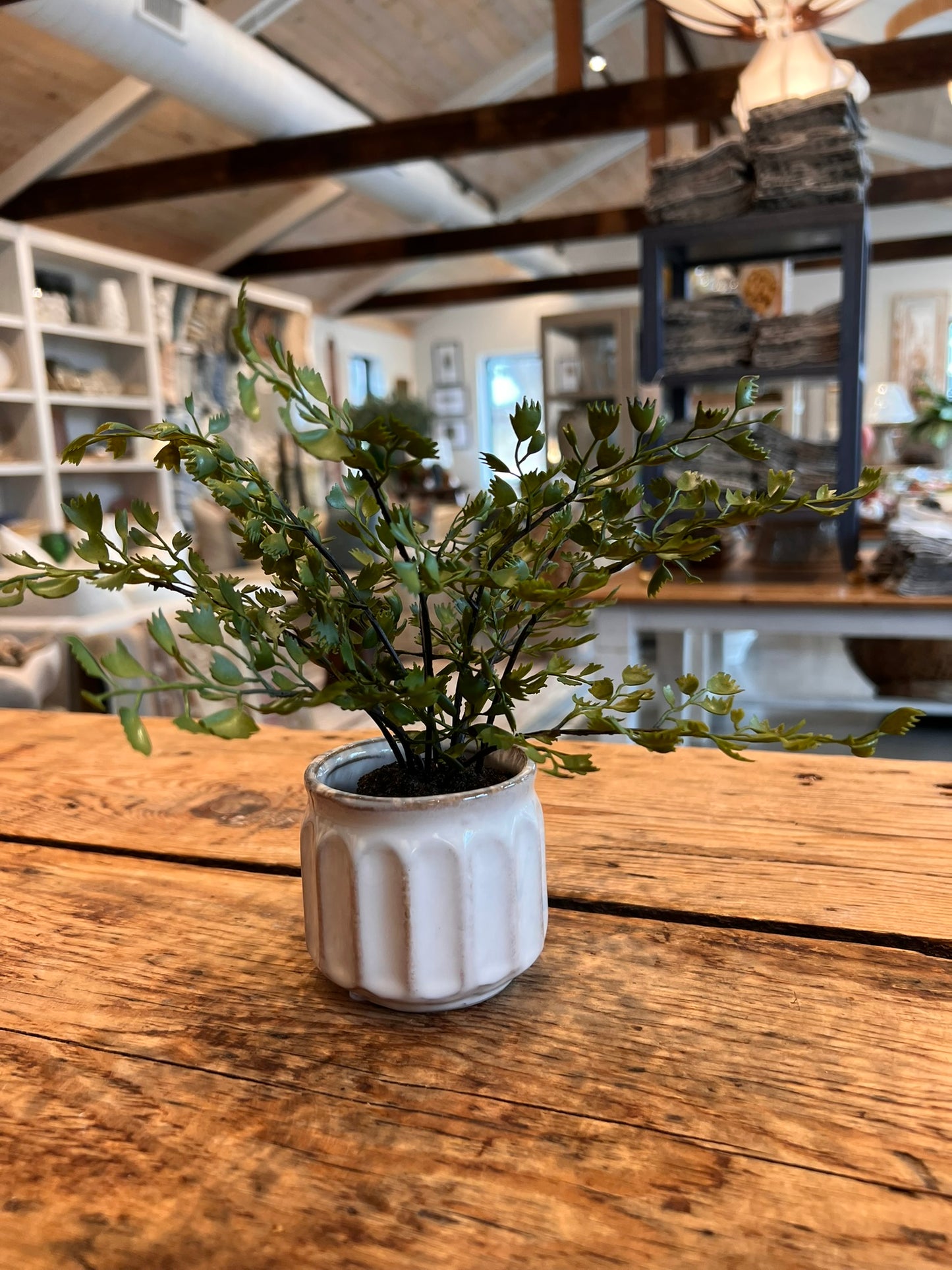Dezi Mini Pot with Maiden Hair Drop-In