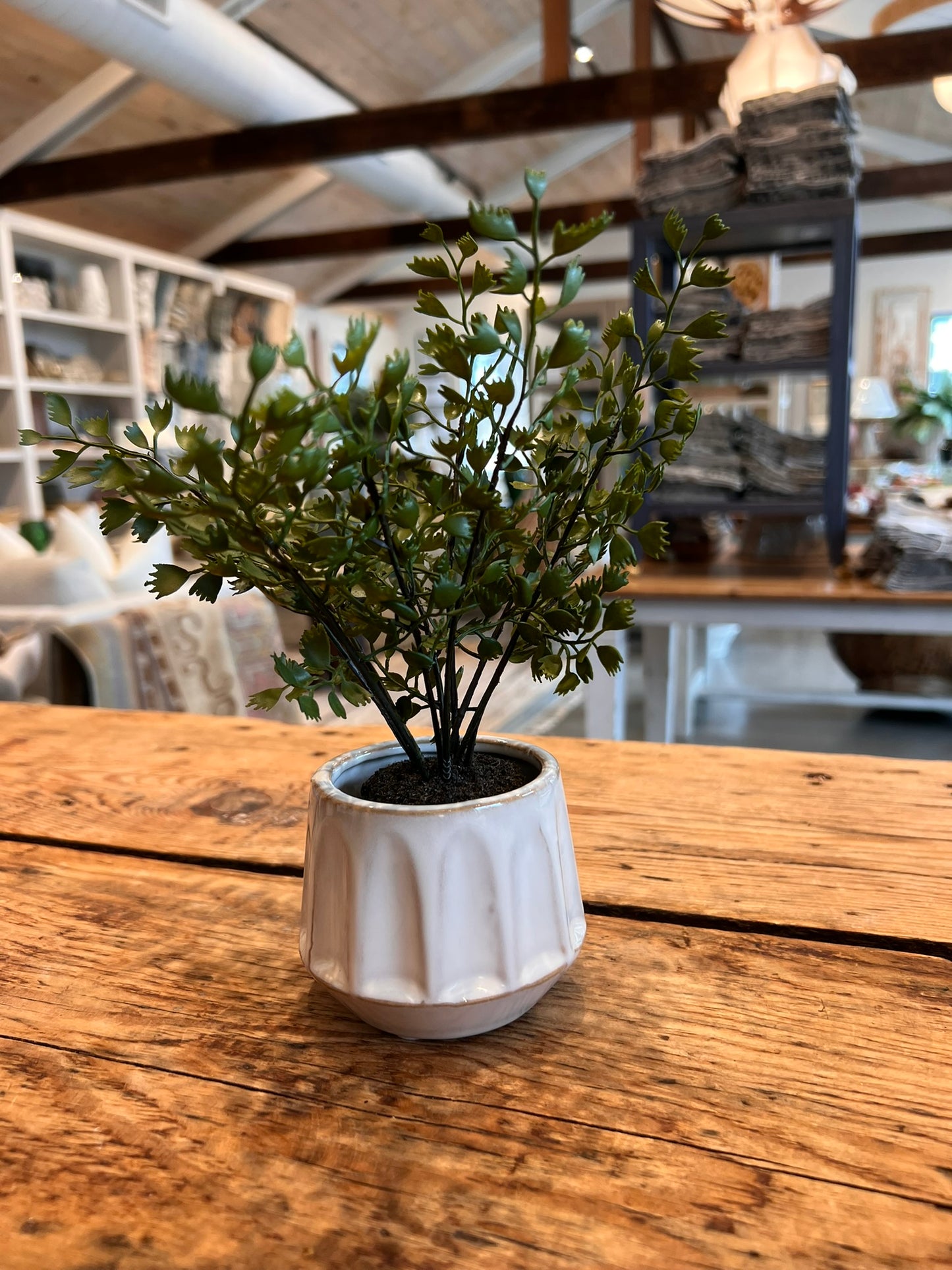 Dezi Mini Pot with Maiden Hair Drop-In