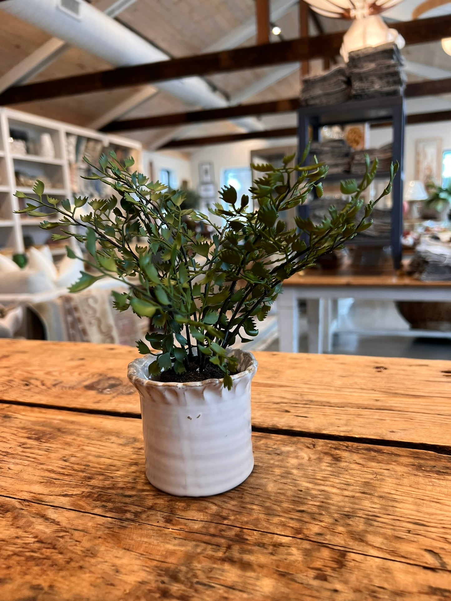 Dezi Mini Pot with Maiden Hair Drop-In