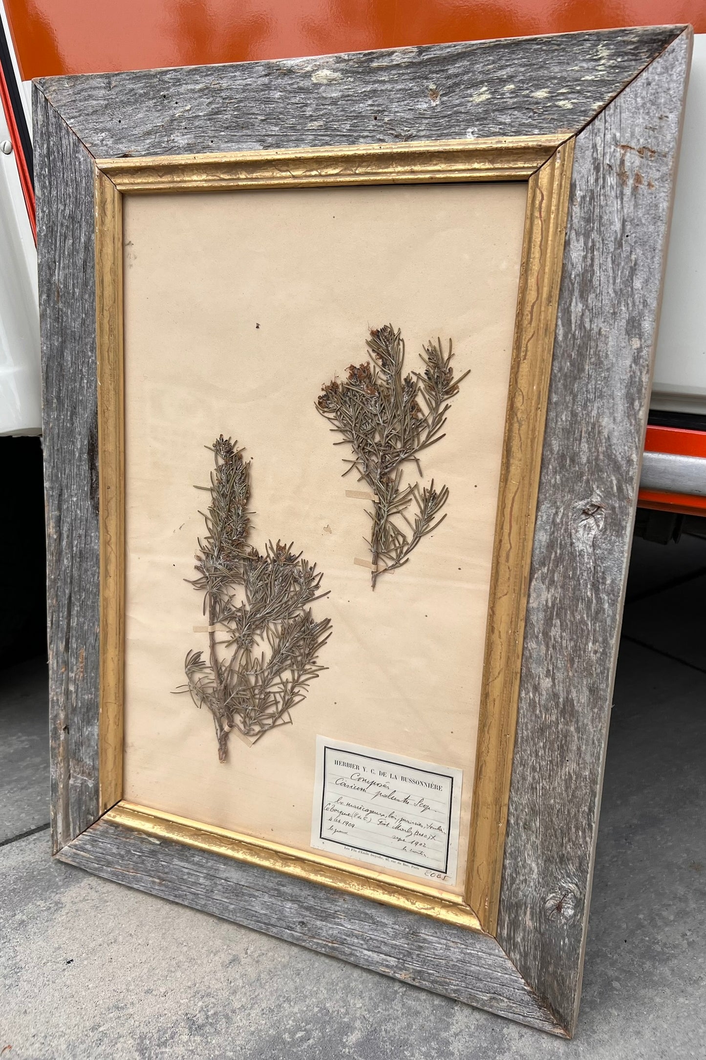 Antique French Framed Herbarium Specimen – Erica prostrata, circa 1900