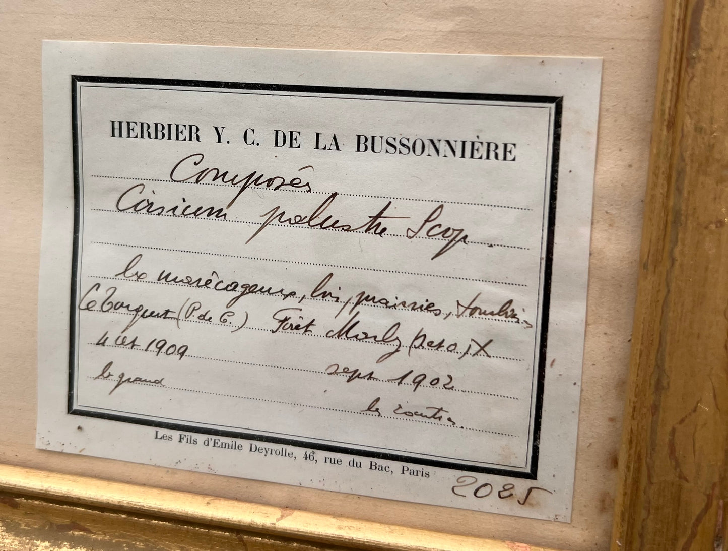 Antique French Framed Herbarium Specimen – Erica prostrata, circa 1900