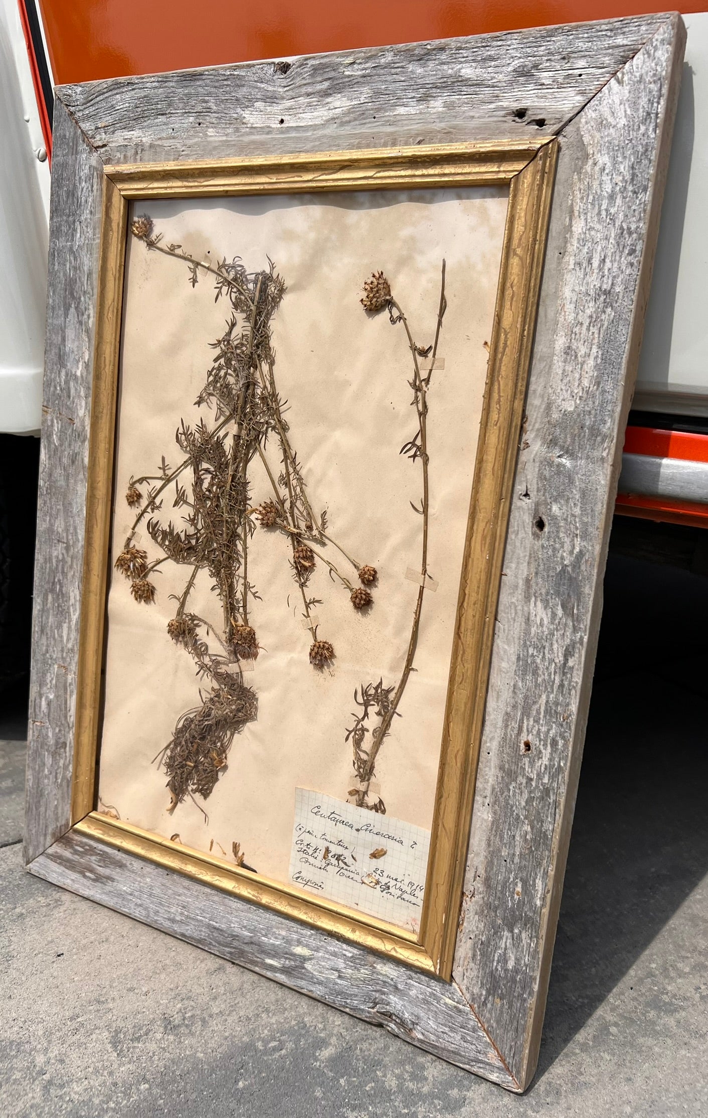 Antique French Framed Herbarium Specimen – Erica prostrata, circa 1900
