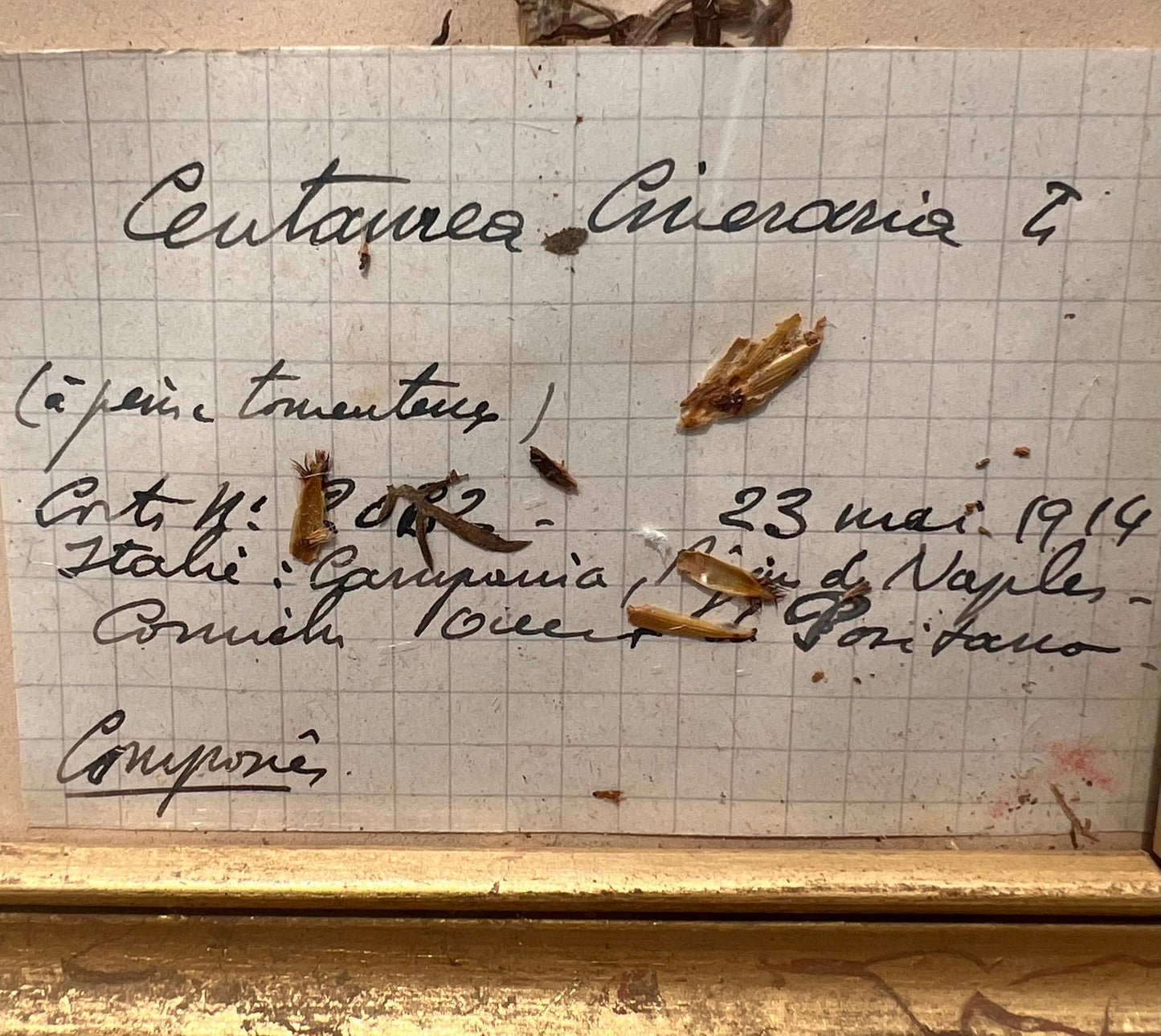 Antique French Framed Herbarium Specimen – Erica prostrata, circa 1900