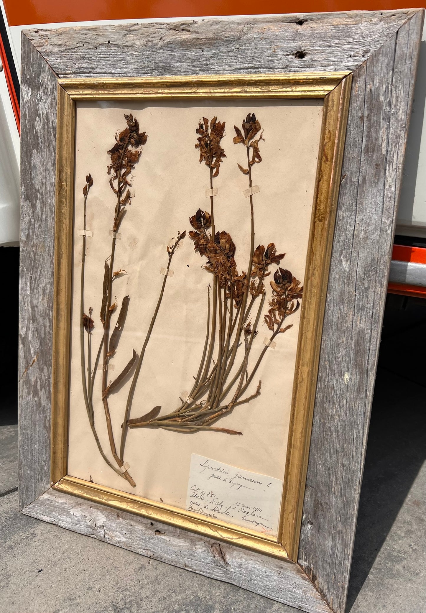 Antique French Framed Herbarium Specimen – Erica prostrata, circa 1900