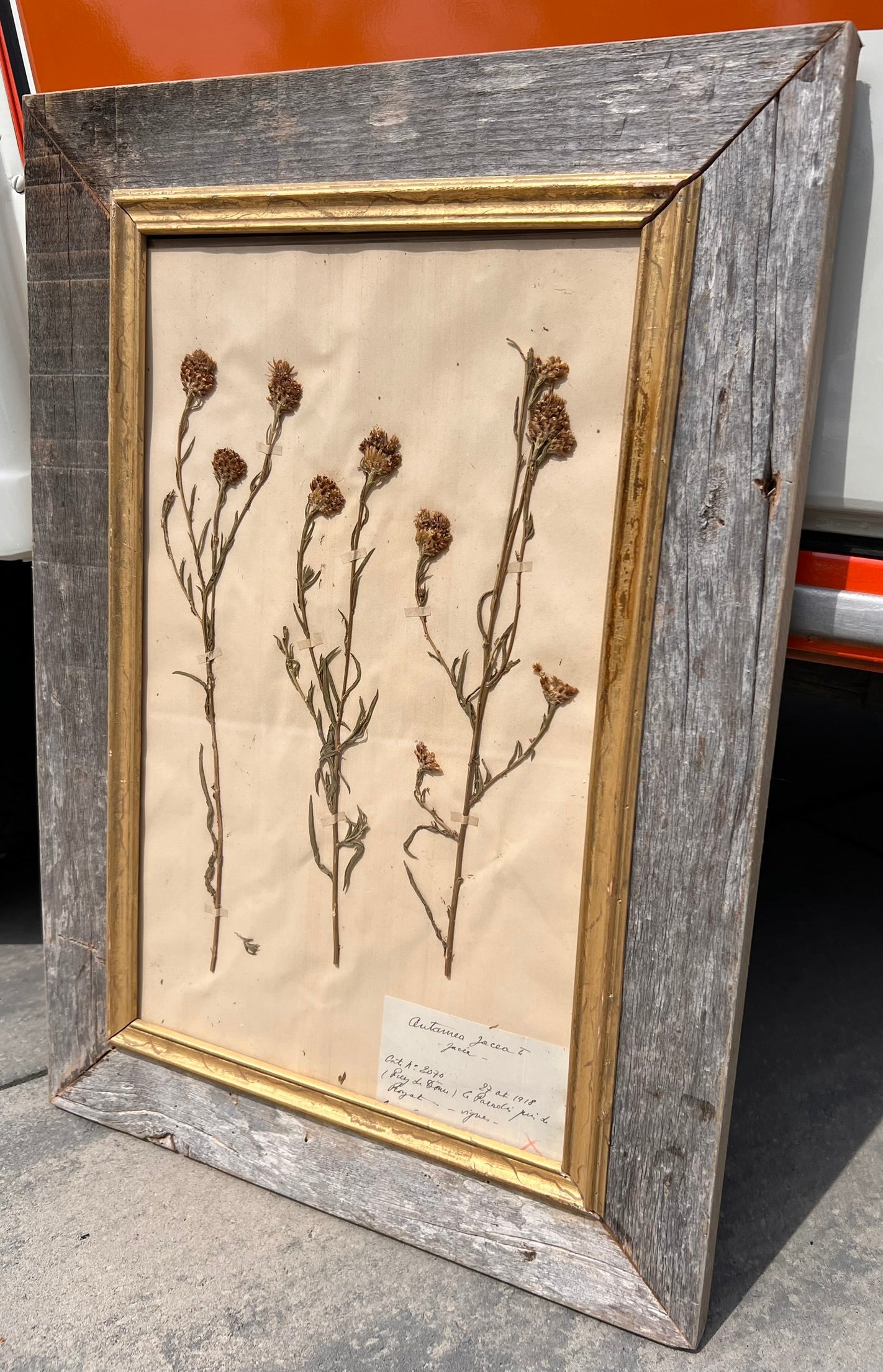 Antique French Framed Herbarium Specimen – Erica prostrata, circa 1900