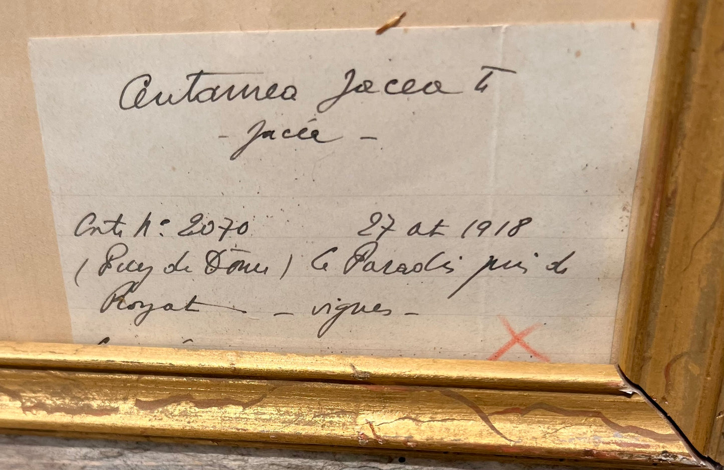 Antique French Framed Herbarium Specimen – Erica prostrata, circa 1900