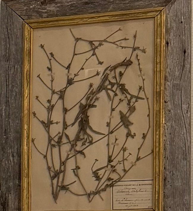 Antique French Framed Herbarium Specimen – Erica prostrata, circa 1900